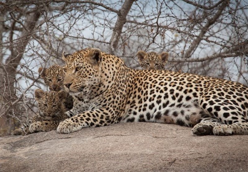 چگونه از انقراض "پلنگ ایرانی" جلوگیری کنیم؟ چگونه از انقراض “پلنگ ایرانی” جلوگیری کنیم؟