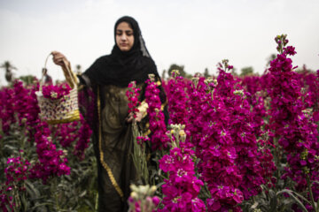 برداشت گل در حمیدیه