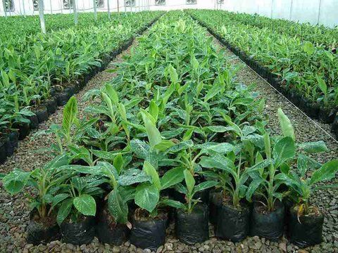 لزوم تولید سالانه ۲۵۰ میلیون نهال در کشور