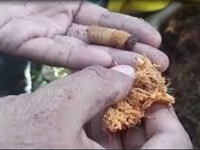 آشنایی باغداران بهبهانی با ردیابی آفات قرنطینه‌ای خرما