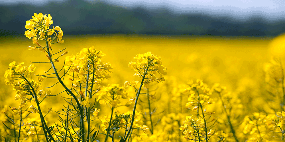 تولید سالانه یکهزار تن بذر کلزا در خوزستان