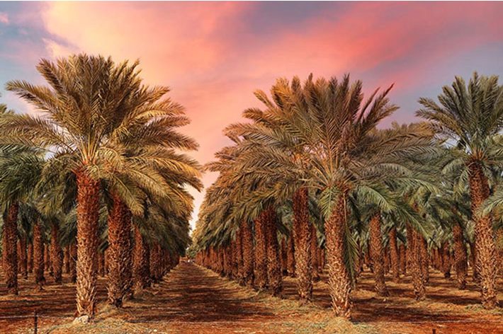 اجرای طرح توسعه وجایگزینی جامع نخیلات در حمیدیه