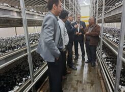 ممنوعیت صدور هرگونه مجوز تغییرکاربری در اراضی مرغوب و حاصلخیز کشاورزی