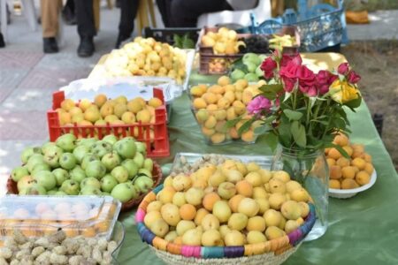 شکرانه برداشت زردآلو در منصوریه بهبهان برگزار شد